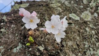 桜も満開、新年度を迎えて